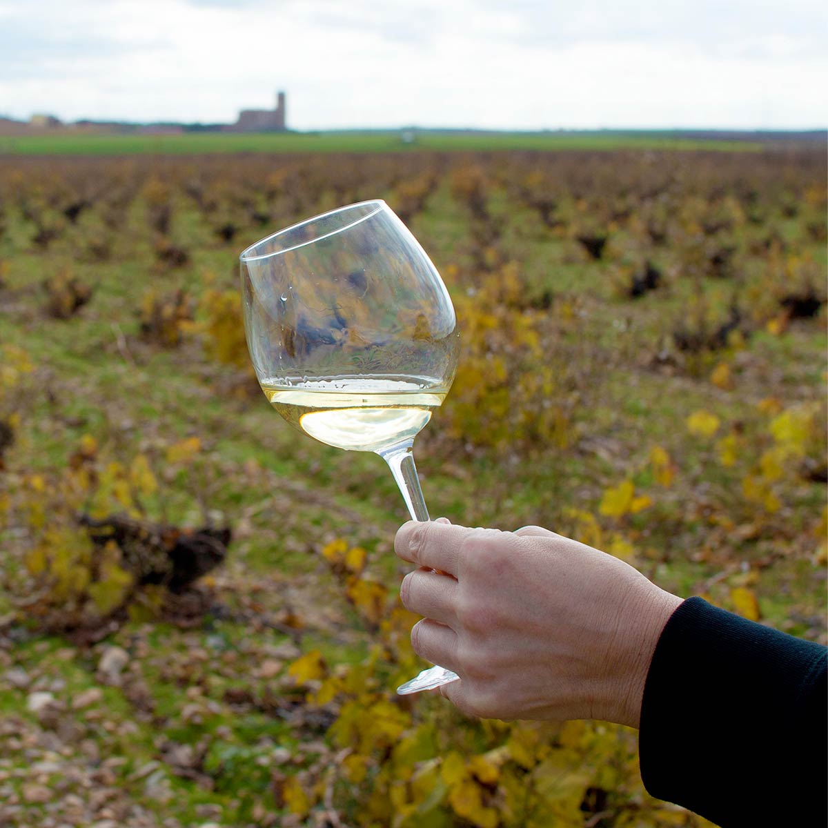 Copa de vino y viñedos en Solasviñas Ventosa de la Cuesta al fondo para móvil