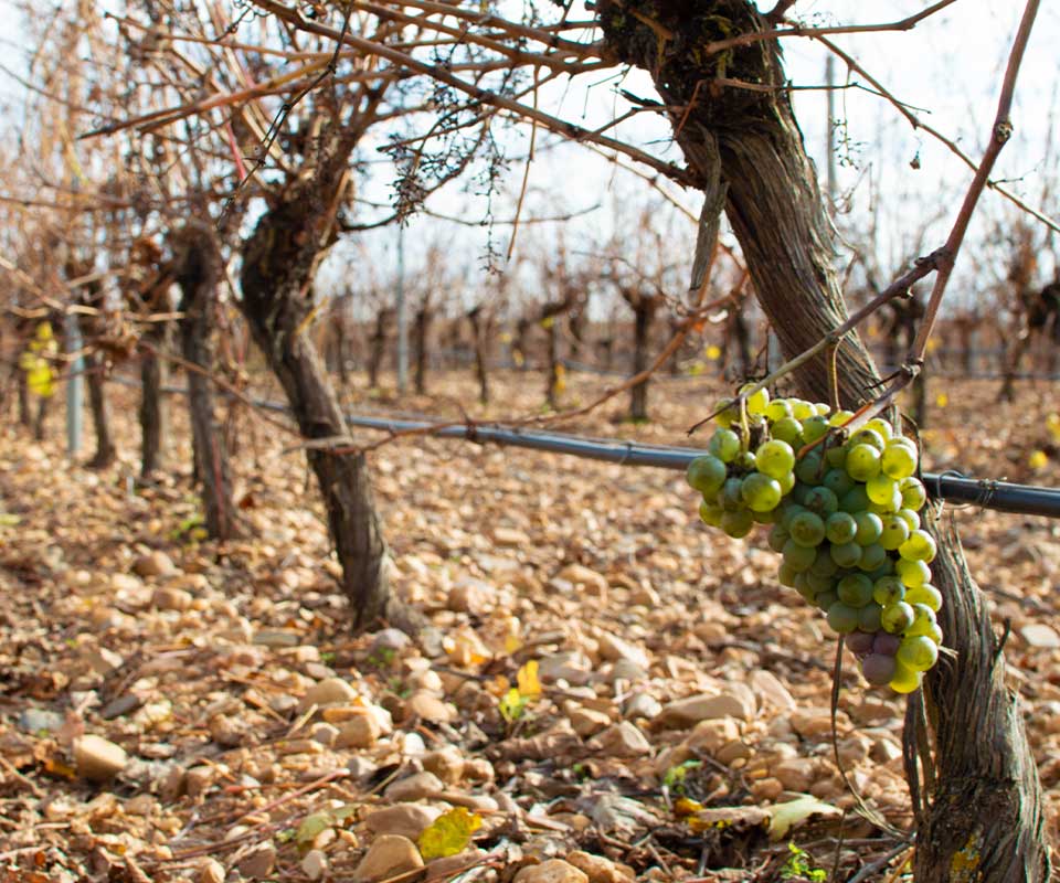 Últimas uvas en viñedo de verdejo Ventosa de la Cuesta tras la vendimia en DO Rueda